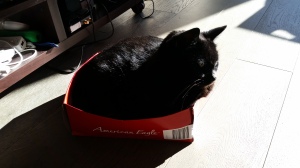 black cat sitting in shoebox on the ground in a sunbeam